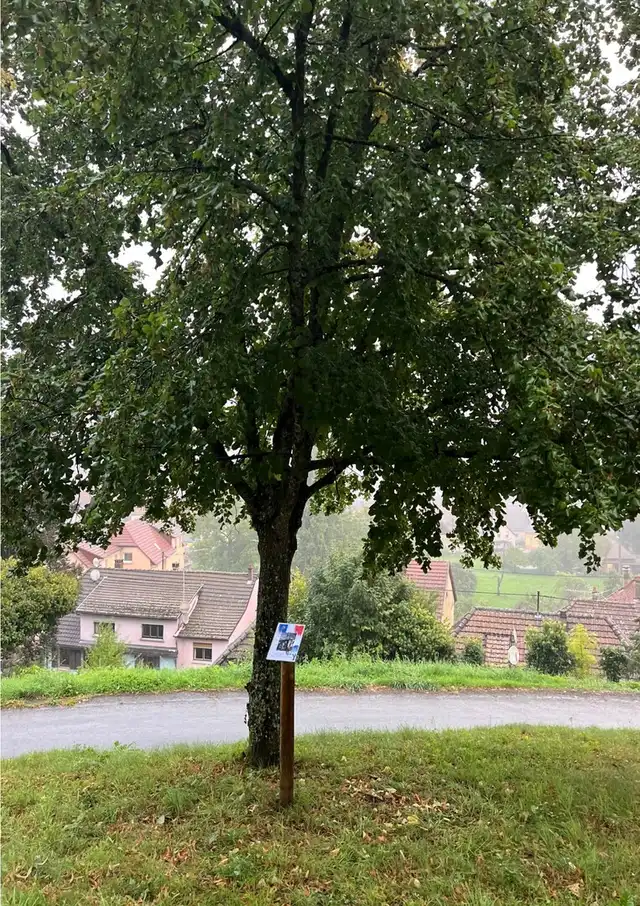 Arbre de la liberté planté le 21 mars 1989