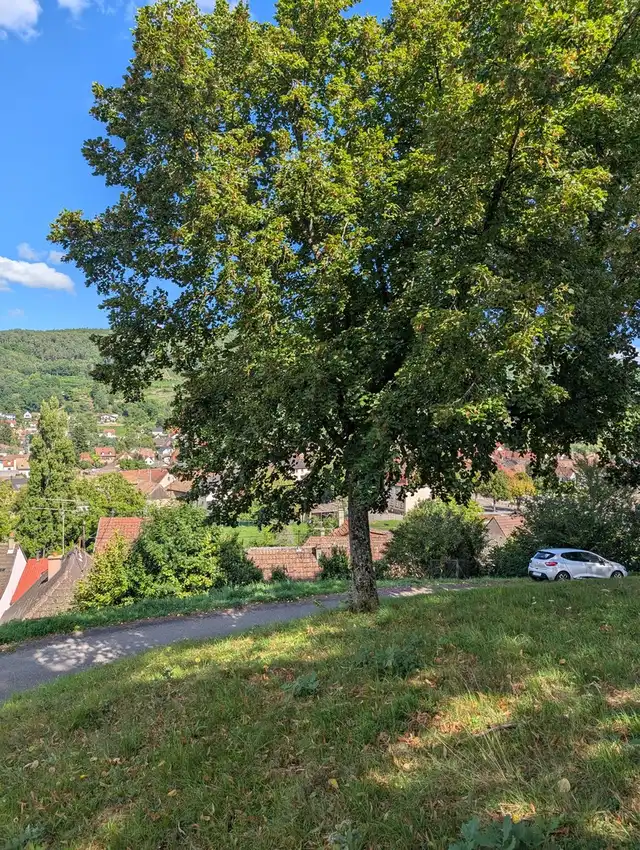 Arbre de la liberté planté le 21 mars 1989