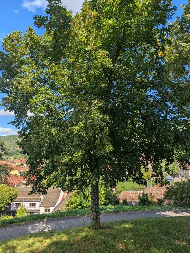 Arbre de la liberté planté le 21 mars 1989