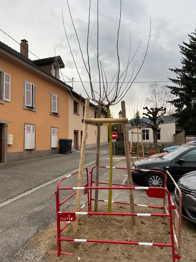 Plantation des arbres 24 février