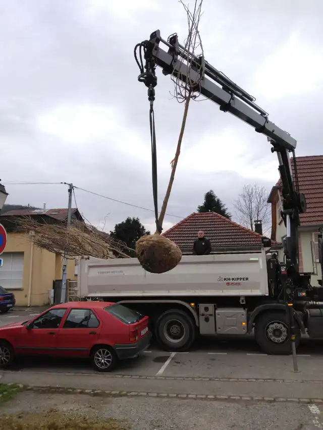 Plantation des arbres 24 février