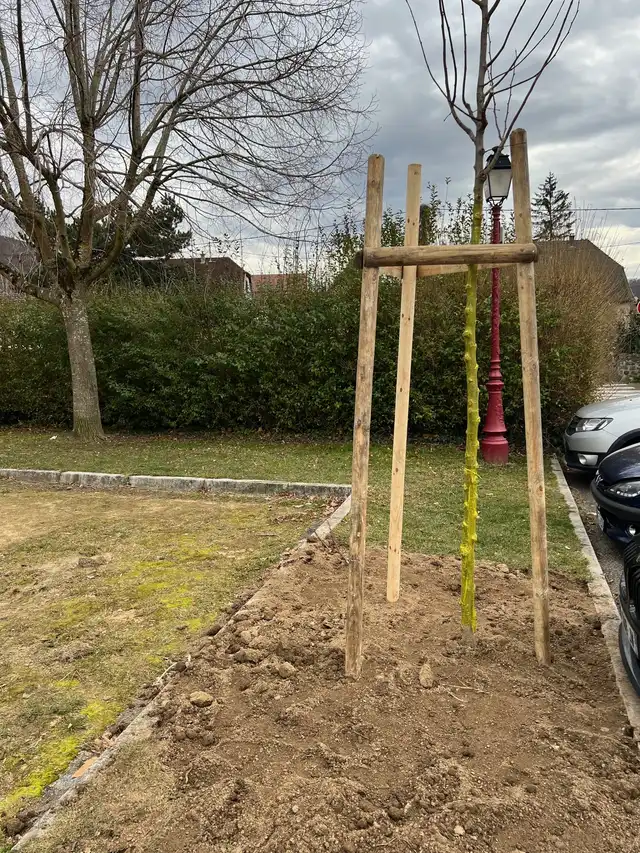 Plantation des arbres 24 février