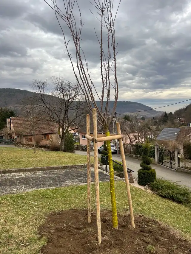 Plantation des arbres 24 février