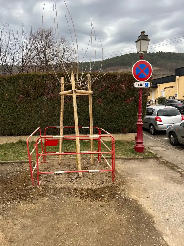Plantation des arbres 24 février