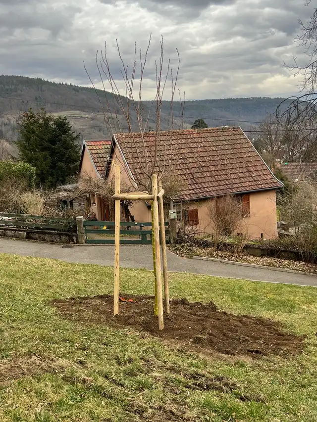 Plantation des arbres 24 février