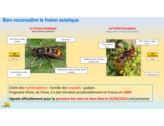 Frelon Asiatique - le connaître