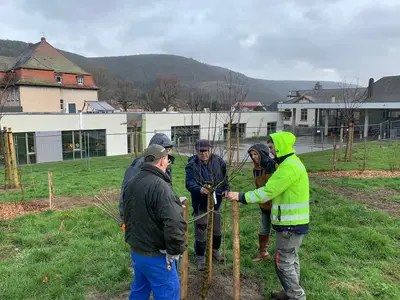 Taille des arbres fruitiers avec la société arboricole de Guebwiller MARS