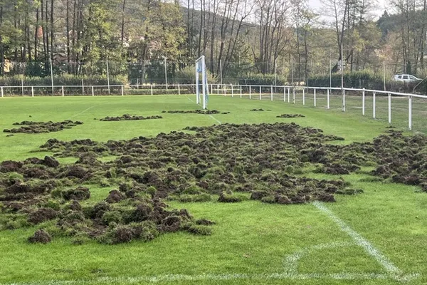 Dégâts de sangliers sur le terrain de football